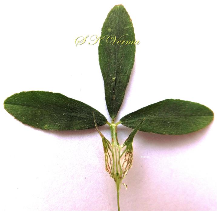  Leaf (Adaxial view)